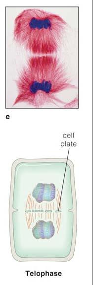 Telophase: Nuclear envelope reforms.
