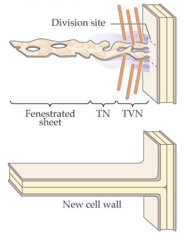 Vesicles fuse to form a TVN New