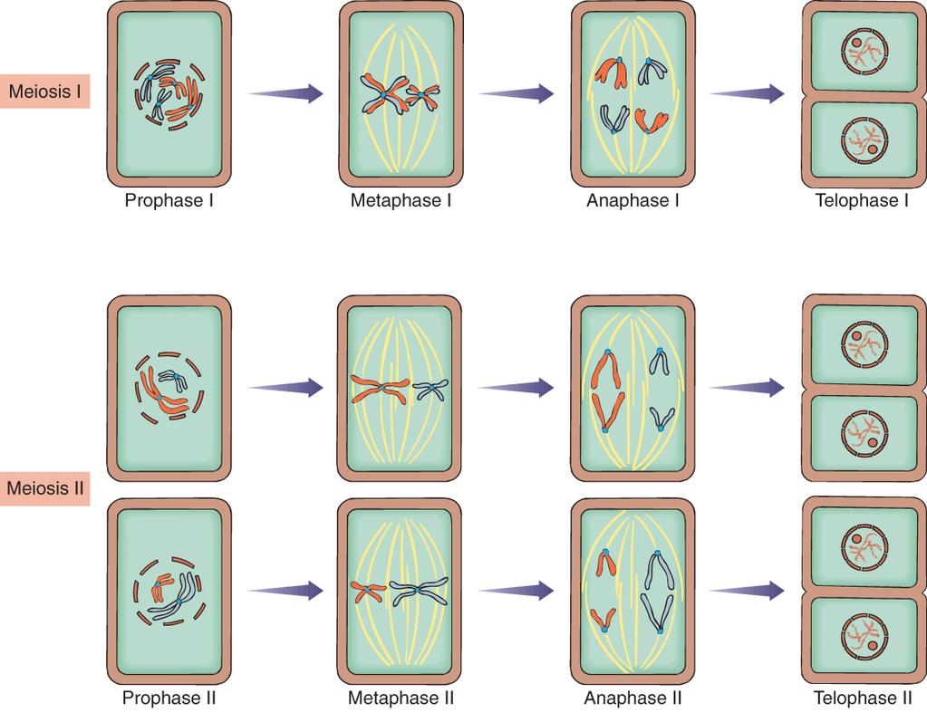 Four haploid cells result from each cell that goes through meiosis.