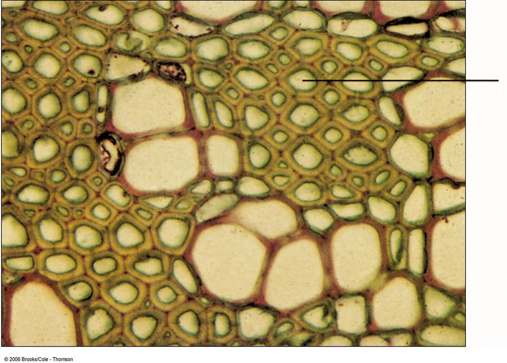 Sclerenchyma cells: two types fibers and sclereids.
