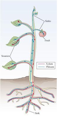 Two types of vascular tissue: xylem and phloem. Xylem transports water and nutrients from the roots to the rest of the plant.