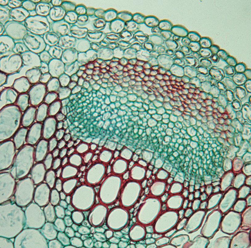 Cell types in primary vascular tissue - Xylem: vessel member, tracheid, fiber, parenchyma cell - Phloem: sieve tube element,