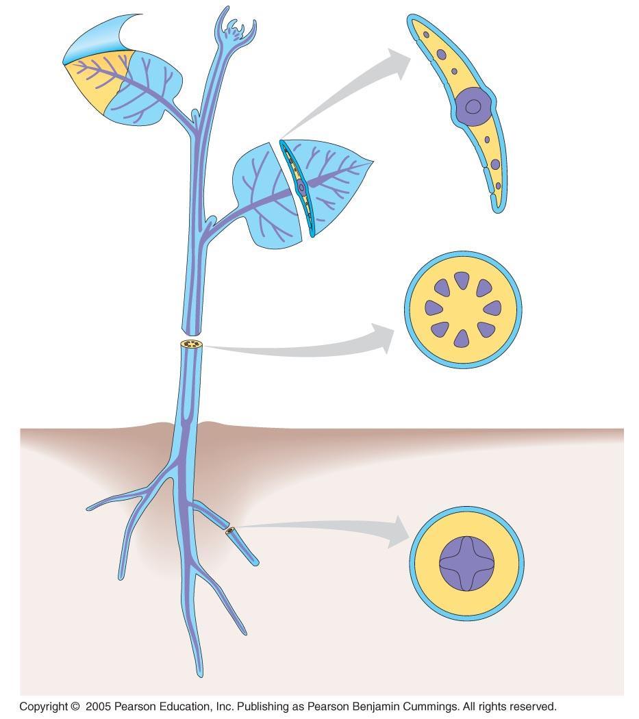 The Three Tissue Systems: Dermal, Vascular, and Ground Each plant organ has dermal, vascular, and ground tissues In nonwoody plants, the dermal (skin) tissue system consists