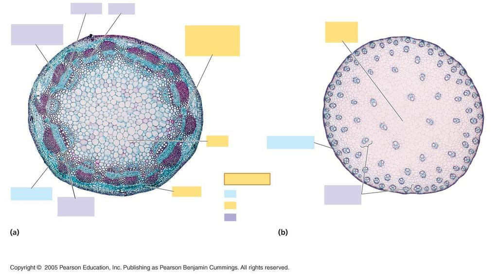 Tissue Organization of Stems In gymnosperms and most eudicots, the vascular tissue consists of vascular bundles that are arranged in a ring In most monocot stems, the vascular bundles are scattered