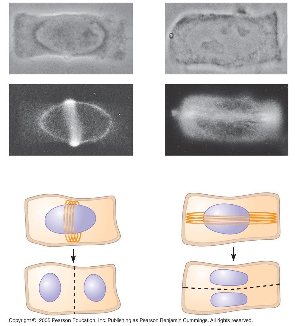 Cell Division Preprophase bands of