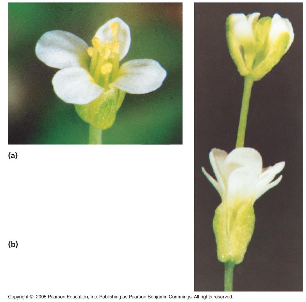 Genetic Control of Flowering Ca St Pe Se Pe Se Normal Arabidopsis flower.