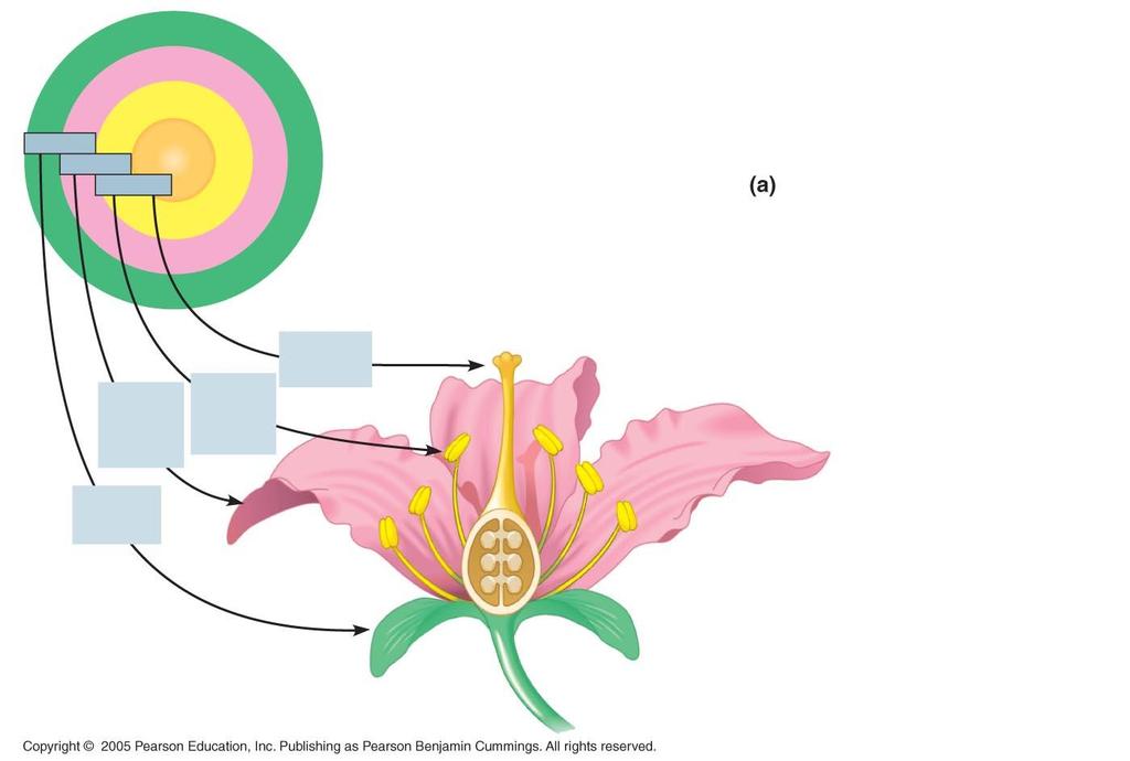 The ABC model of flower formation identifies how floral organ identity genes direct the formation of the four types of floral organs Sepals
