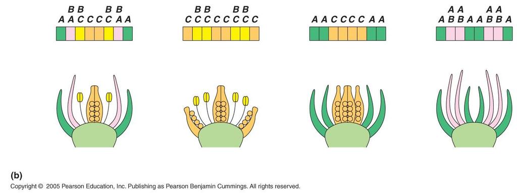 An understanding of mutants of the organ identity genes depicts how this model accounts for floral phenotypes Active genes: