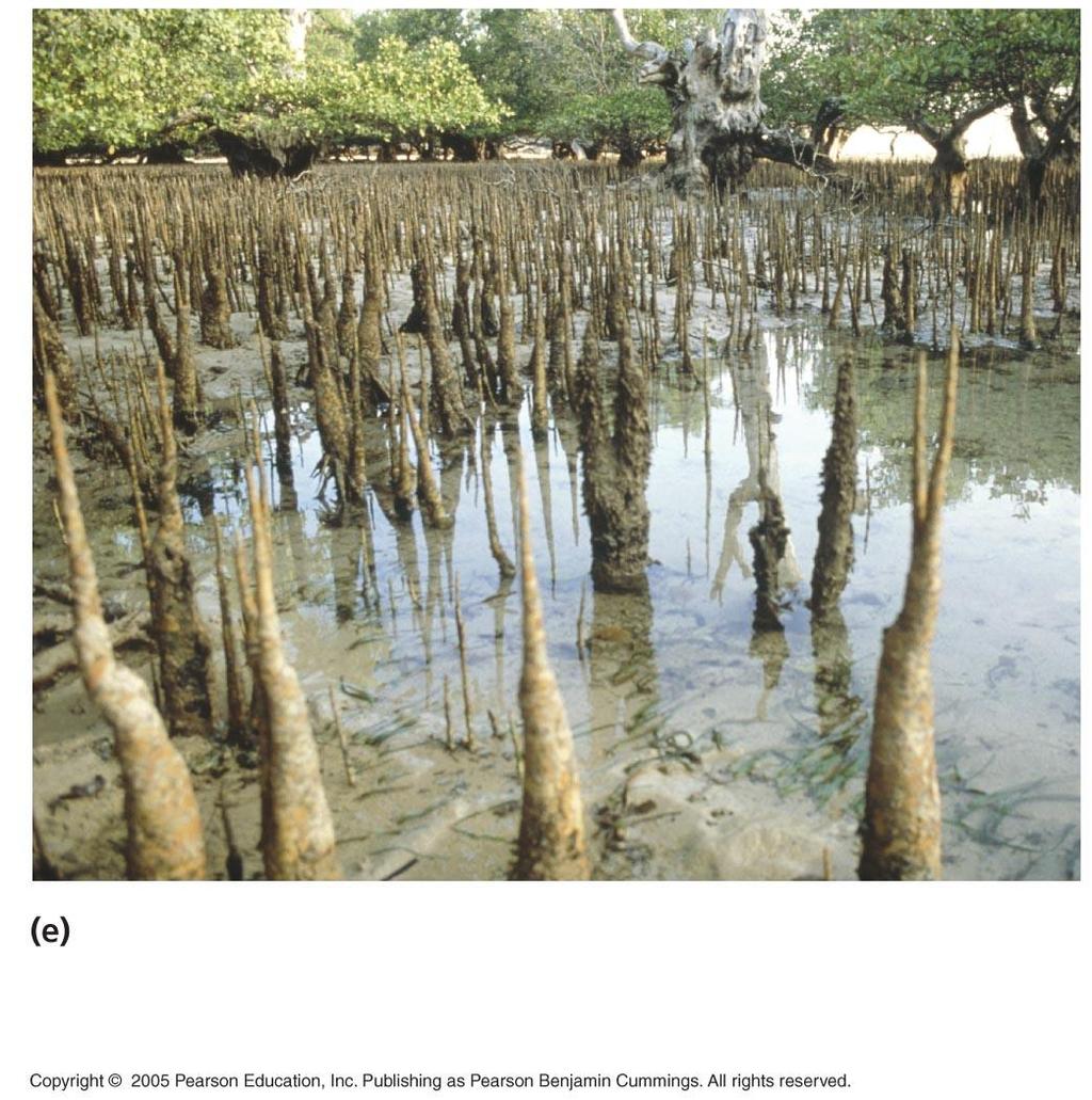 Many plants have modified roots Pneumatophores air roots, mangroves have these