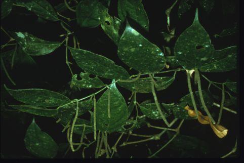 the animals - food supply Resplendant Quetzal and wild Avocado (Lauraceae)