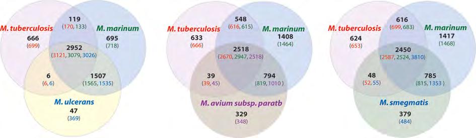 Identification of ~ 600 M. tuberculosis - specific CDS! Mycobacterial core genome (not including M.