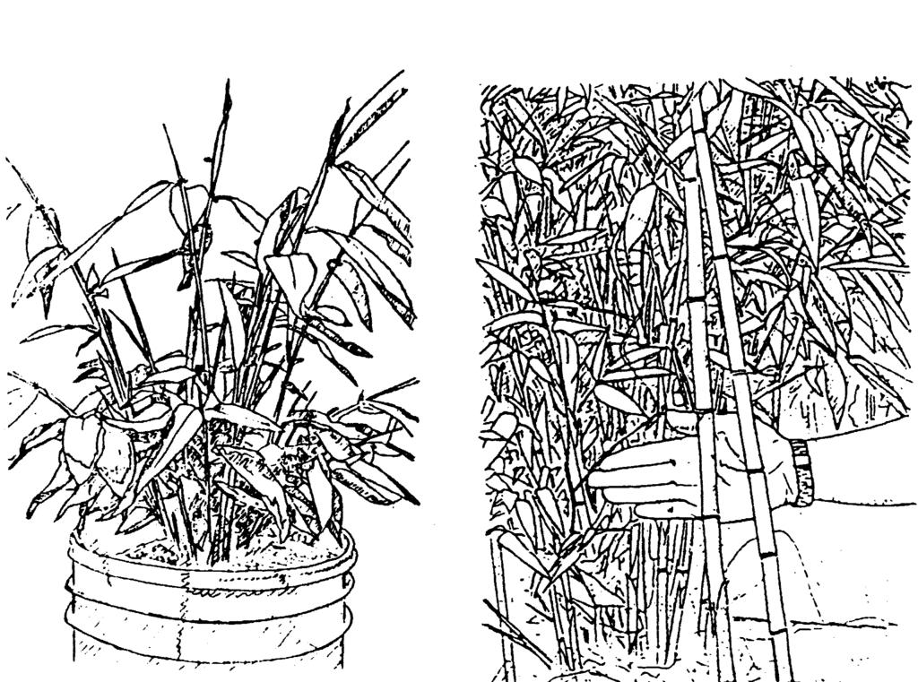 Fig. 5. Illustrating two-year-old plant. A. Lower portion showing first 12 months of growth. B.