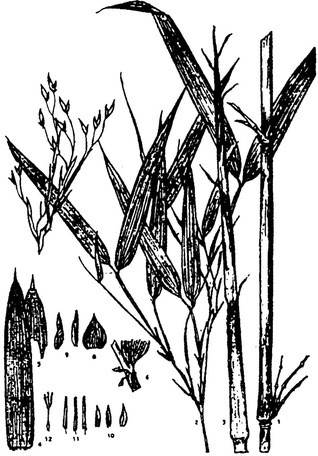 short branches which do not rebranch in the same year; large grass-like panicle and quite small spikelets. Gelidocalamus Wen is shrubby, with amphipodial rhizomes; its internodes cylindrical.