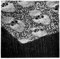 Genuine warts have to be carefully distinguished from cytoplasmic debris, which are also frequent in parenchyma cells after the death of the protoplast.