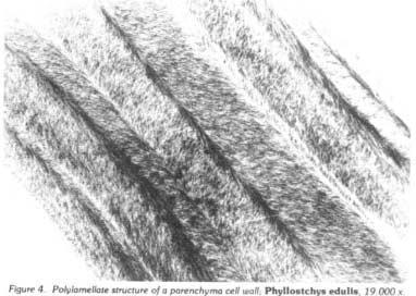 and the phloem with thinwalled, unlignified sieve tubes connected to companion cells (Fig. 5). The vessels possess large diameters in the inner parts of the culm wall and become small towards outside.