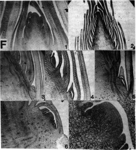 Figure F, 1-7. 1. LS. shoot apex B, teres showing development of leaf primordia. 2. L.S. shoot spex Thyrsostachys siamensis.