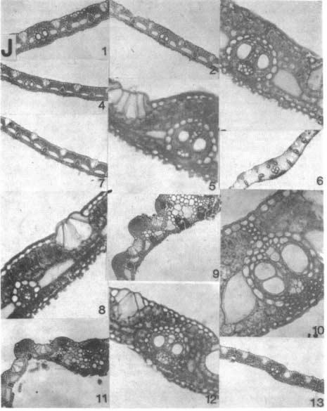 Figure J, X-13. Leaf transections as seen under low and high magnifications. 1. B pergracile. 2. 3 B teres 4, 5 B tulda 6, 10 S. brachycladum 7. 8, B vulgaris 9 G, uerticillata. 11 S. jaculans 12, 13.
