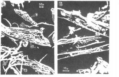 Fig 1 Photographs of white birch EXW (28 kg cm 2, 2 mm 1