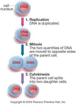 Cell Division Biology 105 Laboratory 8 THE MAJOR STEPS OF CELL DIVISION: When does DNA replicate?