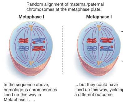 Anaphase I: Chromosomes in the pairs separate. *** This is different from mitosis!