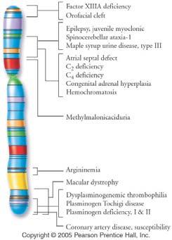 Chromosomes DNA is wound up in coils and folded to form chromosomes.