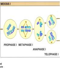 Meiosis Two Stages Meiosis I: the pairs of chromosomes line up and the chromosomes separate, resulting in 2 cells, each with 23