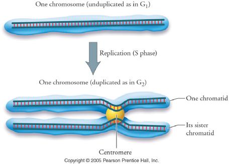 Chromosome Pairs After DNA replication, each