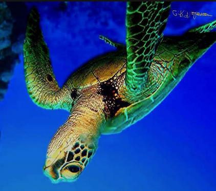 7. To which vertebrate class would this animal belong? Give 3 pieces of evidence to support your answer. Sea turtles are reptiles.