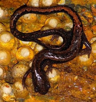 8. To which vertebrate class would this animal belong? Give 3 pieces of evidence to support your answer. Eggs The salamander belongs to the amphibian class.