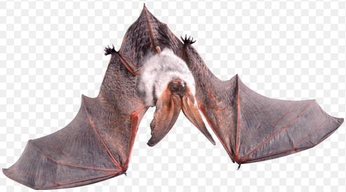 9. To which vertebrate class would this animal belong? Give 3 pieces of evidence to support your answer. The bat belongs to the mammal class.