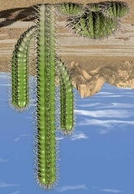 5. Identify the specialized characteristics or adaptations that help this plant survive in the desert. Waxy stem keeps water from evaporating. Needles protect the cactus from animals.