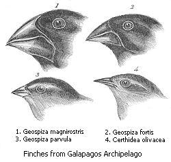 Natural Selection Case 2 The finch evolution on the Galapagos Islands is another example of natural selection.