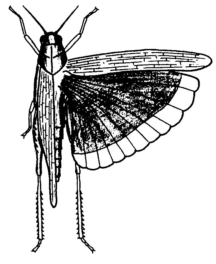 Most insects have two pairs of wings, attached to the second and third segments of their 3-part thorax.