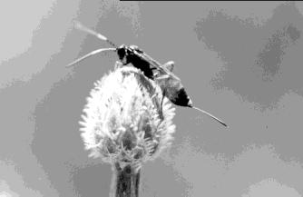 Tachinidae) Robber flies (Family Asilidae) Hunting wasps Hymenoptera Braconid wasps (Family Braconidae) Ichneumonid wasps (Family Ichneumonidae) Chalcid wasps (Superfamily Chalcidoidea) Braconid wasp