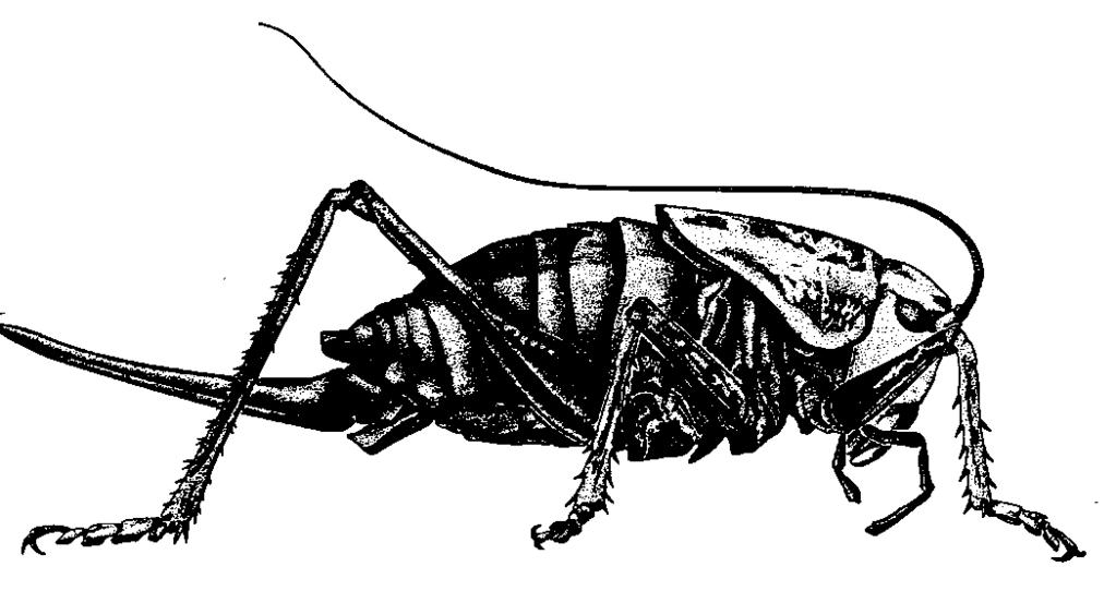 Legs designed for jumping Chewing mouthparts Thread-like antennae Forewings, if present, are thickened slightly (leathery) Immature (nymph) features Chewing mouthparts, antennae similar to adult No