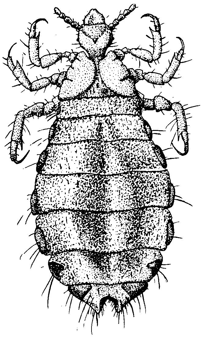 Order: Order: PHTHIRAPTERA (Lice) Pronunciation: thur-ap'-terr-uh Note: Many books and older 4-H materials separate this group into two orders: sucking lice (Anoplura) and chewing or bird lice