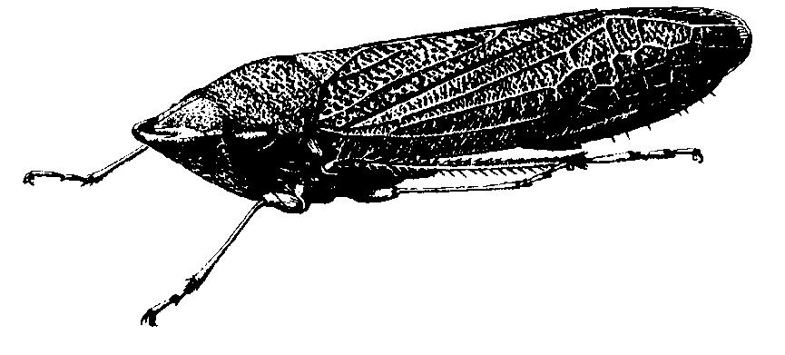 The sucking lice suck blood from mammals and include such pests as the head louse and hog louse. Most chewing lice feed on skin and feathers of birds.