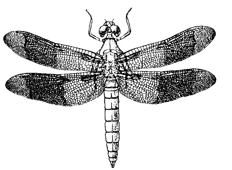 Order: ODONATA (Dragonflies and damselflies) Pronunciation: o-don-ate'-uh Metamorphosis Incomplete Adult features: Large insects with elongated body form, very narrow abdomen Very large eyes, which