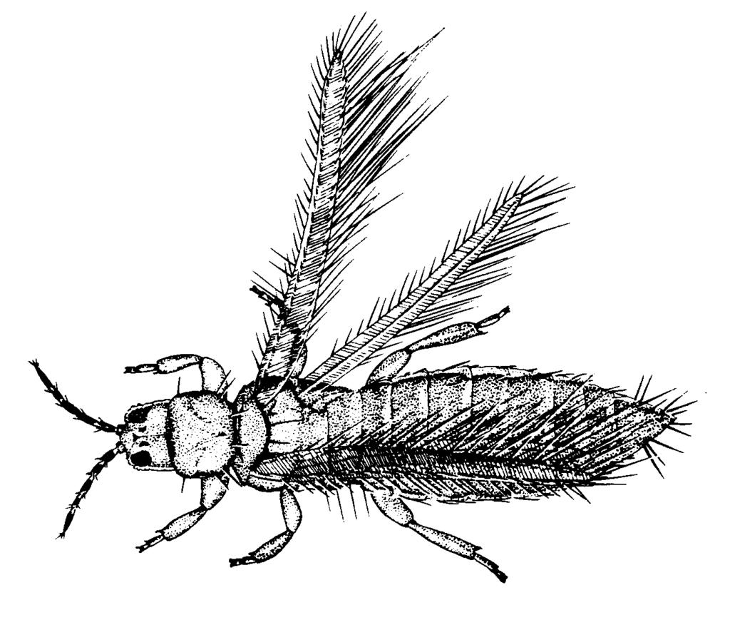 Order: THYSANOPTERA (Thrips) Pronunciation: thy-san-op'-terr-uh Derivation: Greek for fringe wing, a reference to the characteristic fringing of the wings Metamorphosis A hybrid between simple