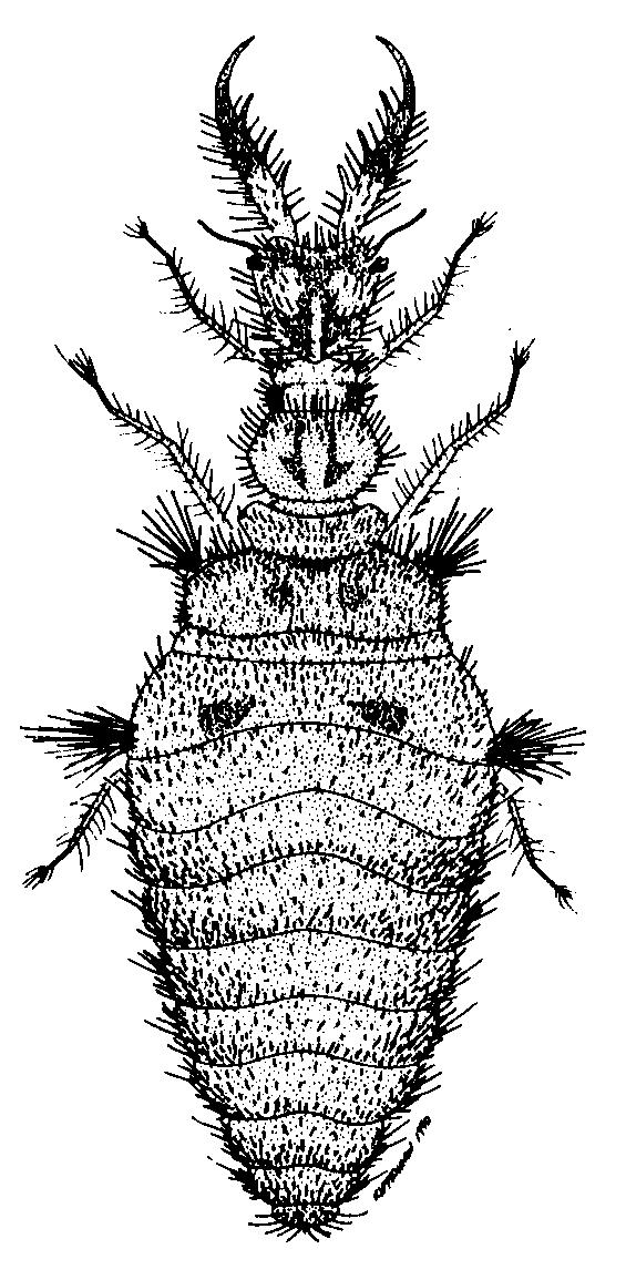 Insects with Complete Metamorphosis Order: NEUROPTERA (Lacewings, antlions, snakeflies, dobsonflies, etc.