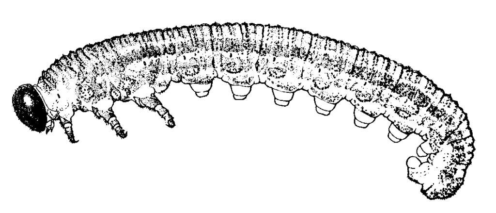 Habits Essentially all members of this order develop by feeding on plants during their immature caterpillar stage.