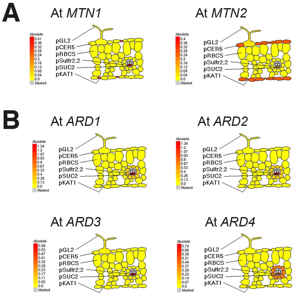Supplemental Figure 2. Predictions of the phloem-specific expression of MTN and ARD genes in Arabidopsis shoots.