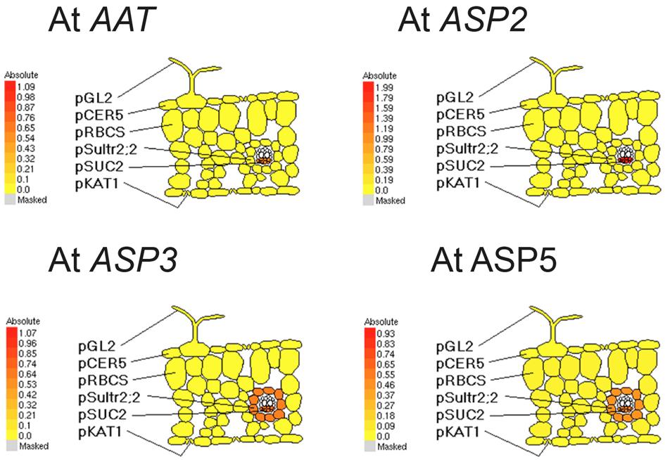Supplemental Figure 5. Predictions of the expression patterns of transaminases potentially involved in the formation of Met from KMTB in the Arabidopsis vasculature.