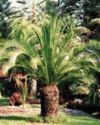Cycads Palmlike plants that reproduce with large cones Huge forests of cycads thrived when dinosaurs roamed Earth Now, they can