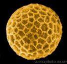 Pollen A pollen grain contains the entire male gametophyte The