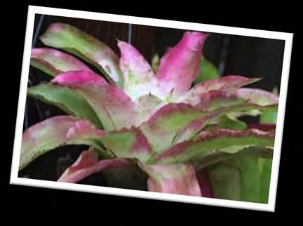There are several factors that should be considered when making that decision. Will the plant bloom if not allowed to clump? Some bromeliads do not bloom when separated into singles.