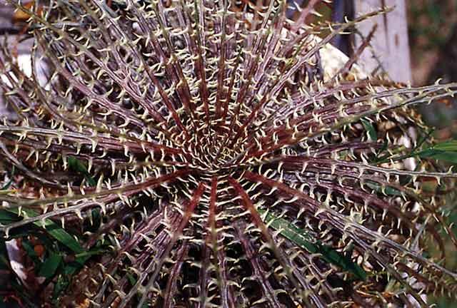 Bromeliad Society of San Francisco (BSSF) September 2015 The BSSF is a non-profit educational organization promoting the study and cultivation of bromeliads.
