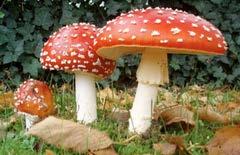Club Fungi Reproduce sexually. Fruiting body we call mushroom.