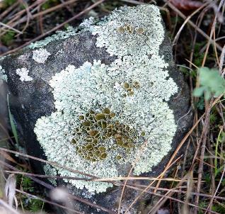 Lichen are the oldest living organism.