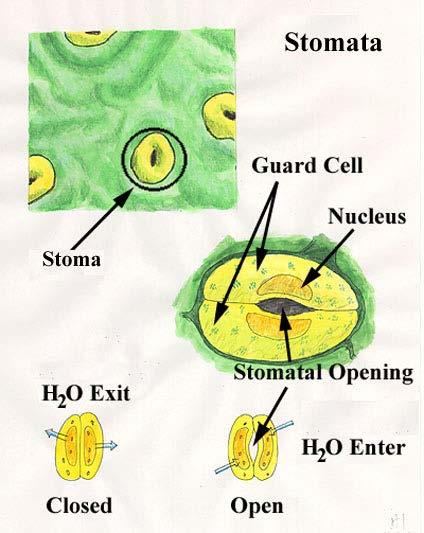 Stoma open and close in response to current conditions: -